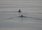 VWG vogelreis Oost Duitsland mei 2010 214